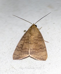 Maurilia