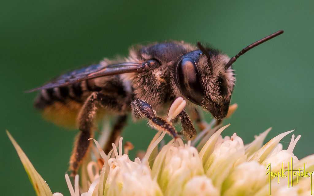Leafcutter, Mortar, and Resin Bees from 617 Dunton Rd 4303, Clinton
