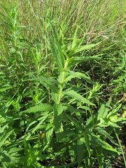 Brickellia eupatorioides corymbulosa