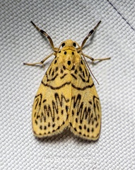 Pseudobarsine bombdilensis