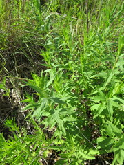 Brickellia eupatorioides corymbulosa