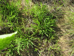 Solidago nemoralis decemflora