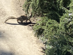 Otospermophilus beecheyi