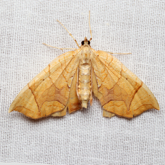 Eulithis gracilineata