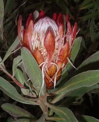 Protea susannae