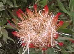 Protea susannae