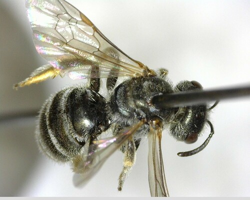 iNaturalist observation photo of Tripartite Sweat Bee