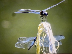 Brachymesia