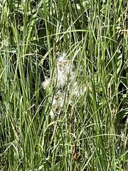 Tephroseris palustris