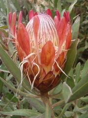 Protea susannae