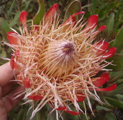 Protea susannae