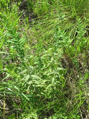 Brickellia eupatorioides corymbulosa