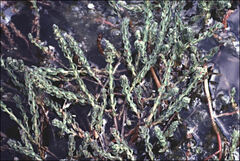 Myriophyllum salsugineum