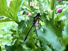 Dromogomphus spinosus