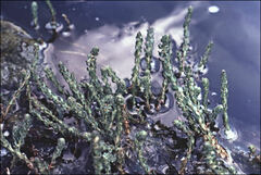 Myriophyllum salsugineum