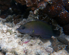 Pseudochromis fuscus