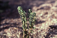 Myriophyllum salsugineum