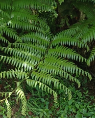 Sphaeropteris lepifera