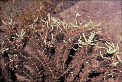 Myriophyllum salsugineum