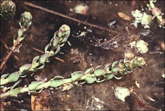 Myriophyllum salsugineum