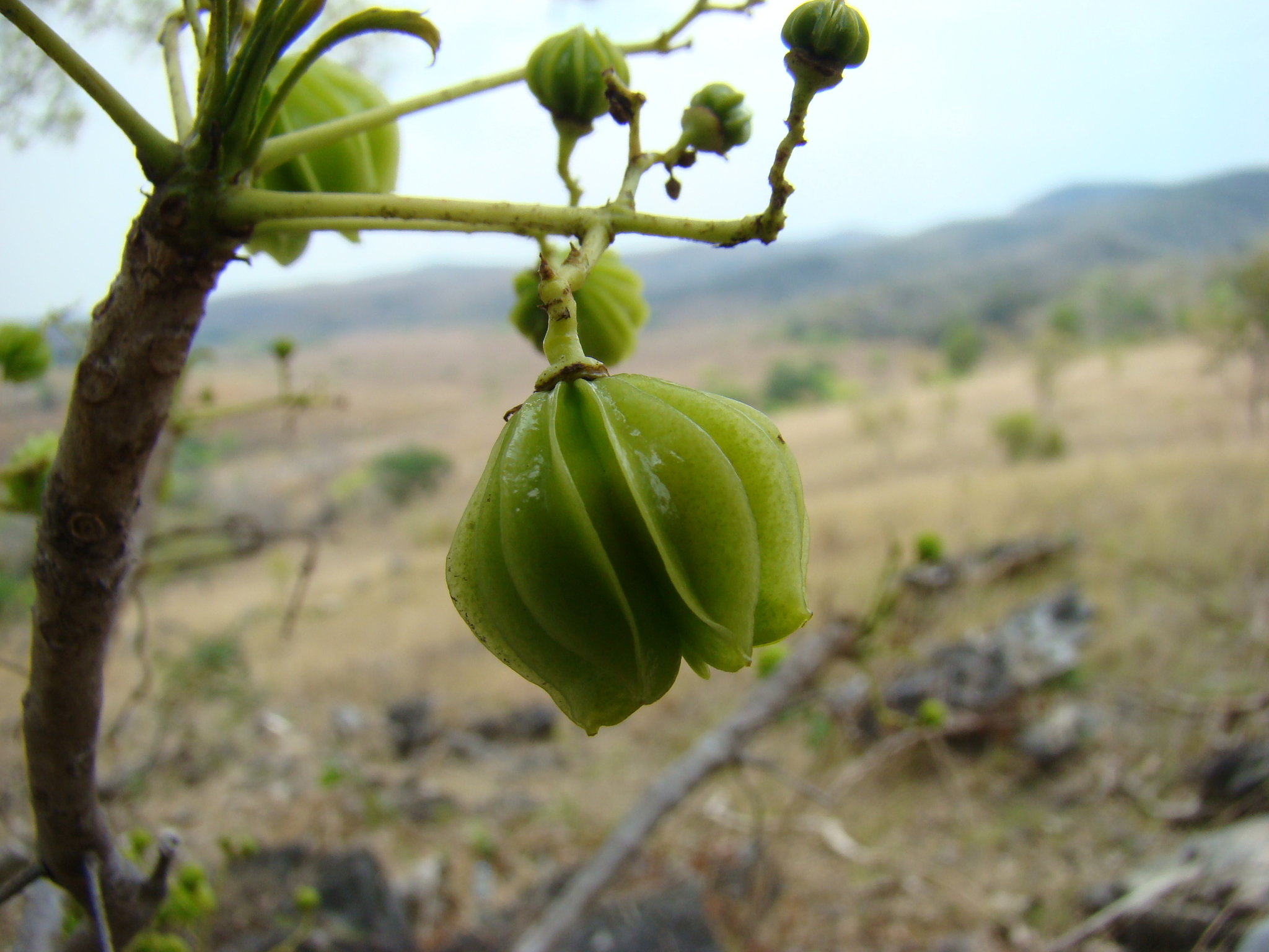 Kirkiaceae