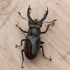 Lucanus lunifer