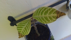 Aphelandra squarrosa