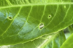 Wilsonomyces carpophilus