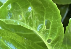 Wilsonomyces carpophilus