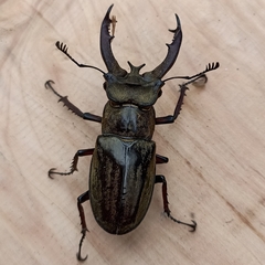 Lucanus lunifer