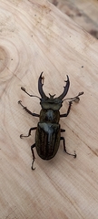 Lucanus lunifer