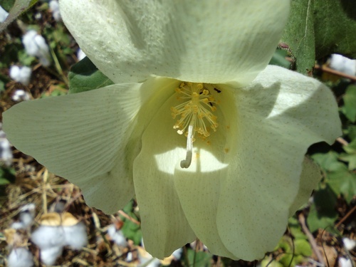 Gossypium hirsutum observed 2022-06-28