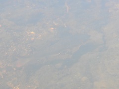 Moxostoma macrolepidotum