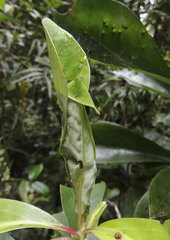 Ithutomus formosus
