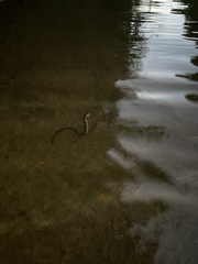 Nerodia fasciata