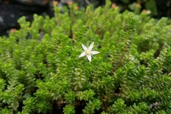 Sedum moranense