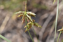 Cyperus grayioides