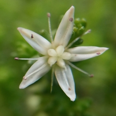 Sedum moranense