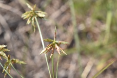 Cyperus grayioides