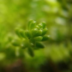 Sedum moranense