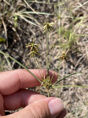 Cyperus grayioides