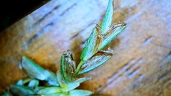 Cyperus grayioides