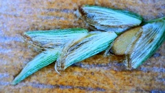 Cyperus grayioides