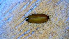 Cyperus grayioides