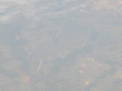 Moxostoma macrolepidotum