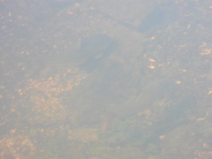 Moxostoma macrolepidotum