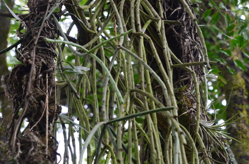 Rhipsalis floccosa ssp. tucumanensis