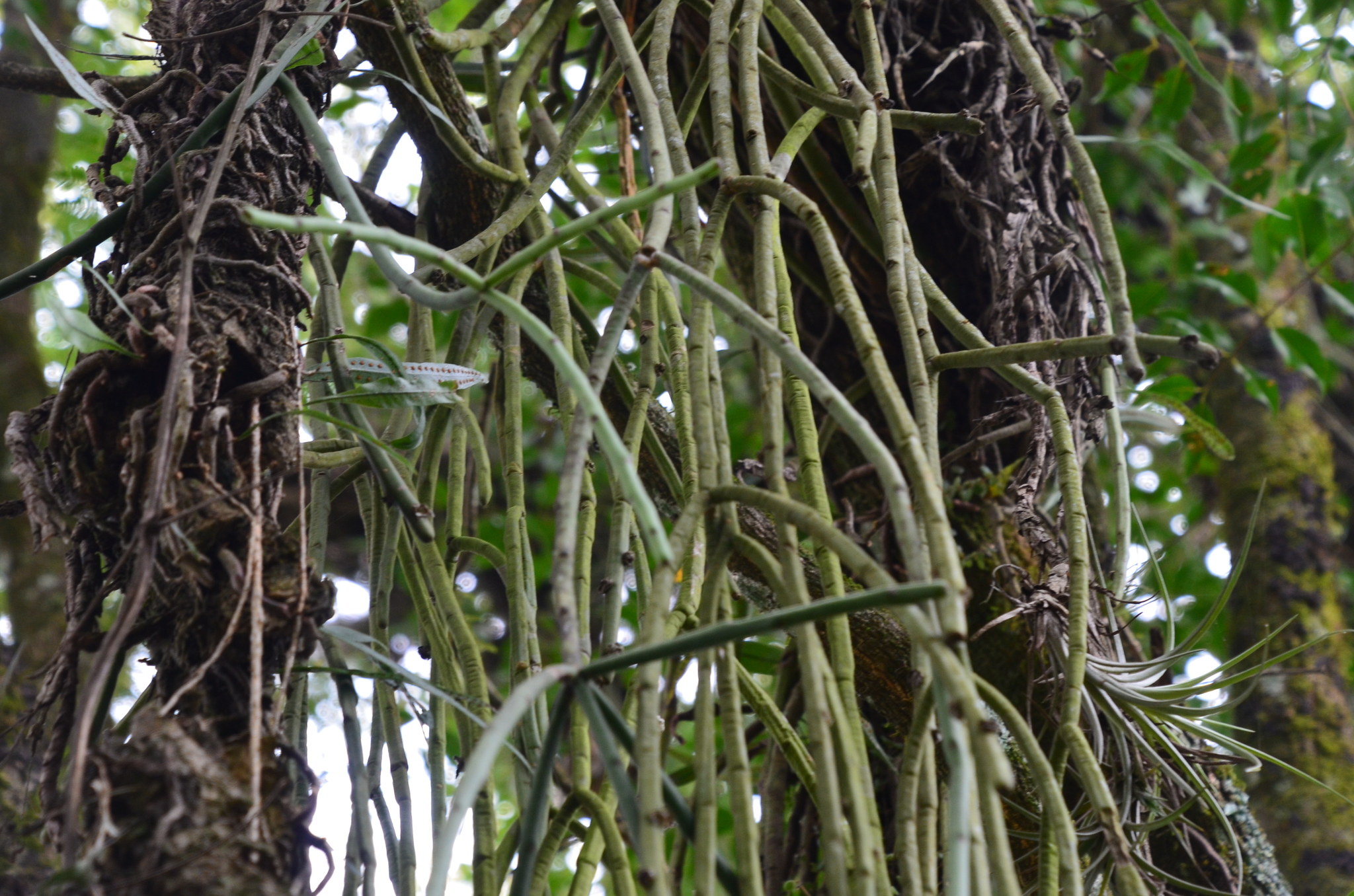 Rhipsalis floccosa ssp. tucumanensis