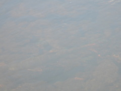 Moxostoma macrolepidotum