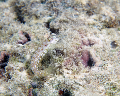 Glyptoparus delicatulus